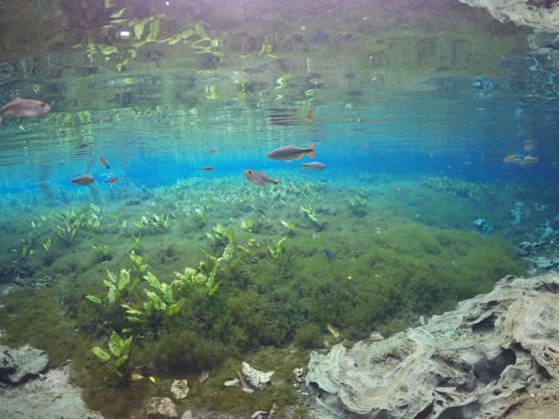 istock River Diving - Beautiful Mato Grosso 1353475866