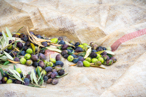istock Olives on a tarp during harvest season 1353475897