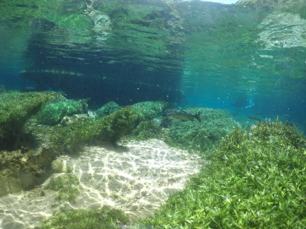 istock River Diving - Beautiful Mato Grosso 1353476642