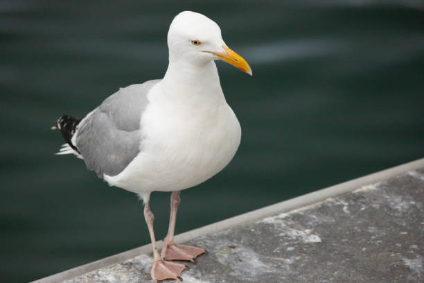 istock Herring Gull standing near water 1353477030
