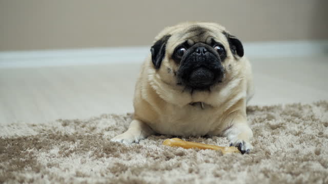 Pug dog growling and indignant, protects the bone