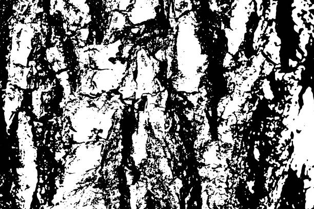 ilustraciones, imágenes clip art, dibujos animados e iconos de stock de primer plano de textura vectorial del tronco del árbol viejo, fondo de efecto texturizado en blanco y negro - close up abstract backgrounds large