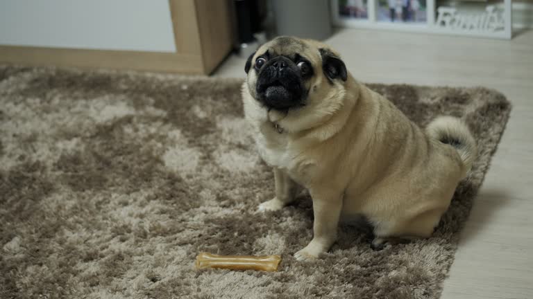 Close-up portrait of a pug dog, growling and indignant and looking at the camera