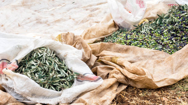 istock Olive tree leaves separated from olives during harvest season 1353479795