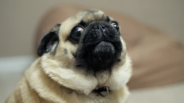 Close-up portrait of a pug dog, surprised, growling and indignant, looking at the camera