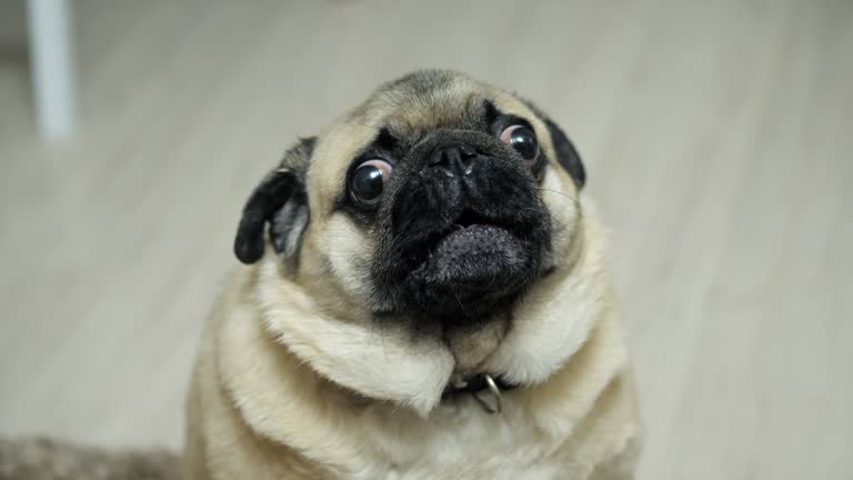 Close-up portrait of a pug dog, surprised, growling and indignant, looking at the camera