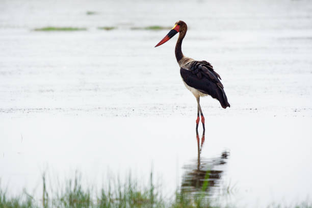 istock Saddle-billed Stork - Ephippiorhynchus senegalensis  or saddlebill is a wading bird in the stork family, Ciconiidae. Black and white back and red and yellow head. Portrait in its habitat in Kenya 1353480156