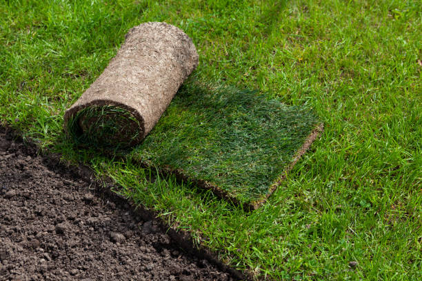 New artificial meadow. Roll of turf or turfgrass, close-up. Landscaping design, improvement of territory in the park. A quick way to improve the territory New artificial meadow. Roll of turf or turfgrass, close-up. Landscaping design, improvement of territory in the park. A quick way to improve the territory. Peat stock pictures, royalty-free photos & images