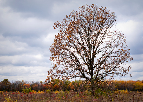 A lone oak stands in a large field with the tree line in the distance on a cloudy day.