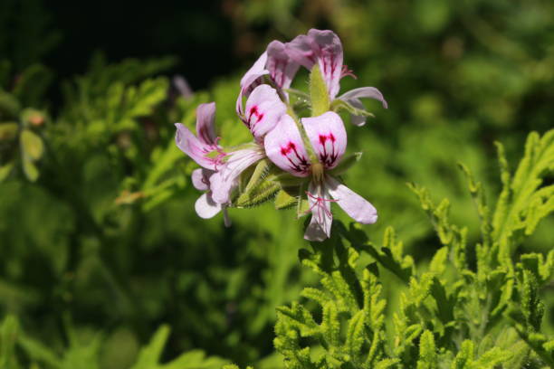 "Sweet Scented Geranium" flowers - Pelargonium Graveolens stock photo