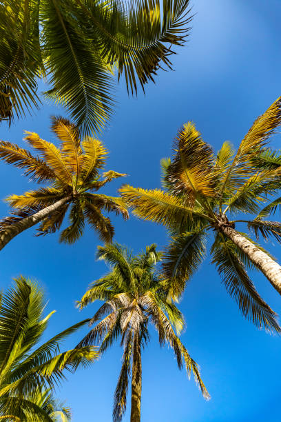 istock low angle shot of large palm trees and sun 1353481481