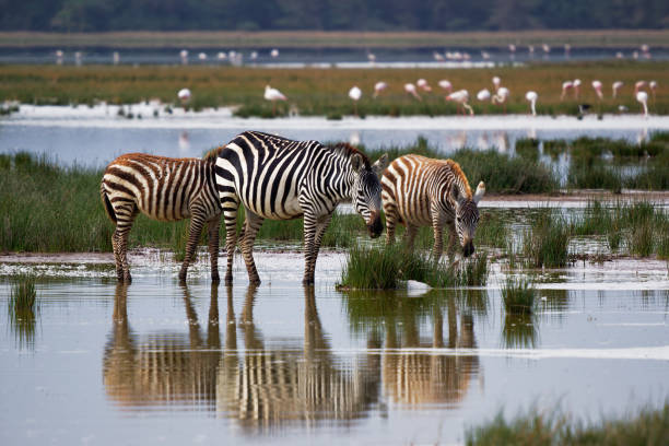 Plains Zebra - Equus quagga formerly Equus burchellii, also common zebra, most common and widespread species of zebra, black and white stripes in lake Amboseli in Kenya