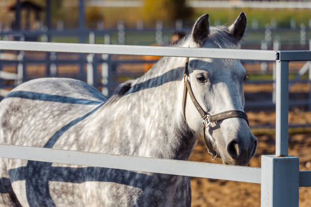 portrait of a white horse in stall outdoors. - horse stall stable horse barn imagens e fotografias de stock