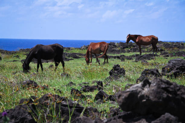 istock Horses grazing in rocky field 1353488301