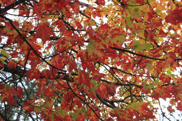 istock looking up at fall colored leaves in trees 1353488388