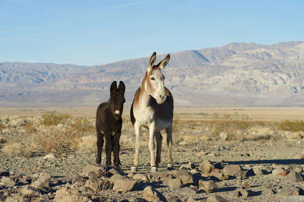 istock Donkeys Burro Near Death Valley 1353489256