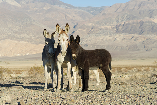 This image shows a wild donkey family near Death Valley National Park.