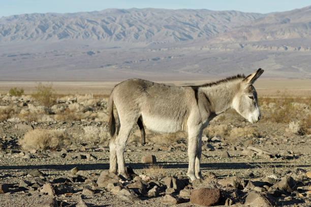 Donkeys Burro Near Death Valley This image shows a male donkey or burro near Death Valley National Park. stray animal stock pictures, royalty-free photos & images