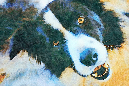 This is my Photographic Image of a Collie Dog in a Watercolour Effect. Because sometimes you might want a more illustrative image for an organic look.