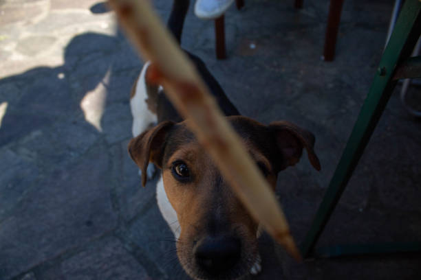istock Dog pegging for meat 1353491076