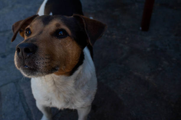 istock Little dog waiting for food 1353491077