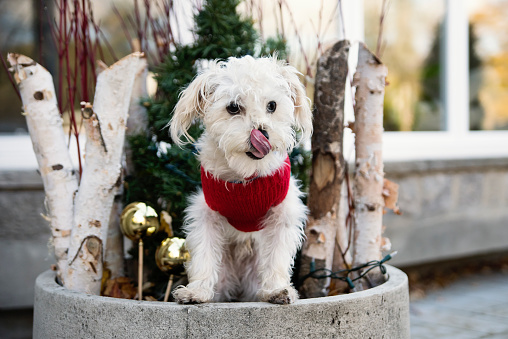 Holiday season portrait of cute morky dog outdoors. It’s sitting on front porch with Christmas decorations. Horizontal waist up outdoors shot with copy space. No people.
