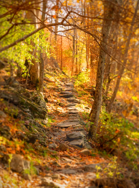 Rocky path in Shenandoah National Park in autumn Rocky path in Shenandoah National Park in autumn shenandoah national park stock pictures, royalty-free photos & images