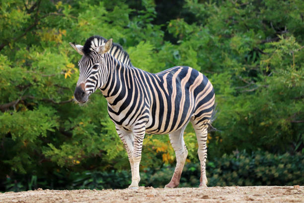 cebra - zebra fotografías e imágenes de stock