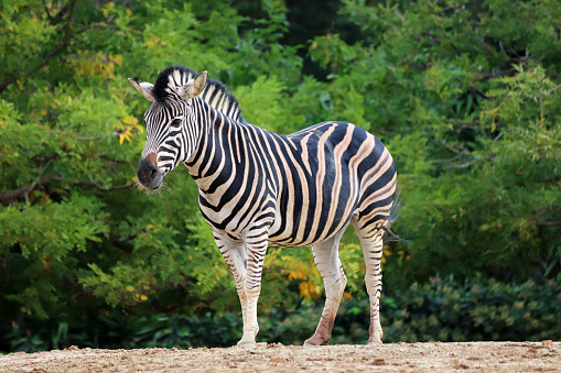 Beautiful zebra with lush vegetation in the background