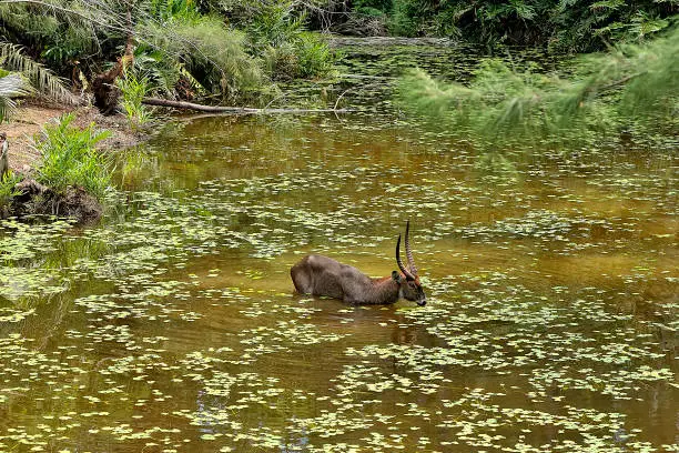 A picture of a Gnu in the savanna