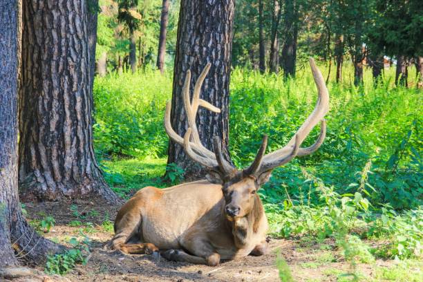 istock Young Red Deer with branched wide bony  horns is lying on forest meadow with pine trees on  sunny day. Beautiful forest landscape with wild animals 1353495620