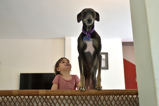 Monkey of boy and dog