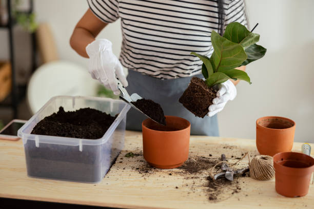 istock Anonymous Woman Repotting a Plant in her Home 1353496583