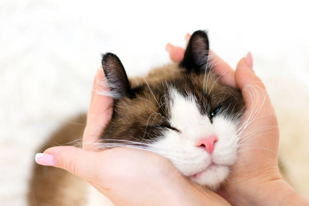 portrait of a cat, which the hostess hugs her palms