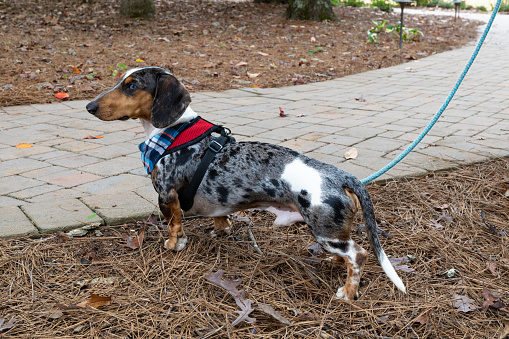 Side profile view of a blue eyed, dappled male dachshund on a leash with a harness and plaid neckerchief