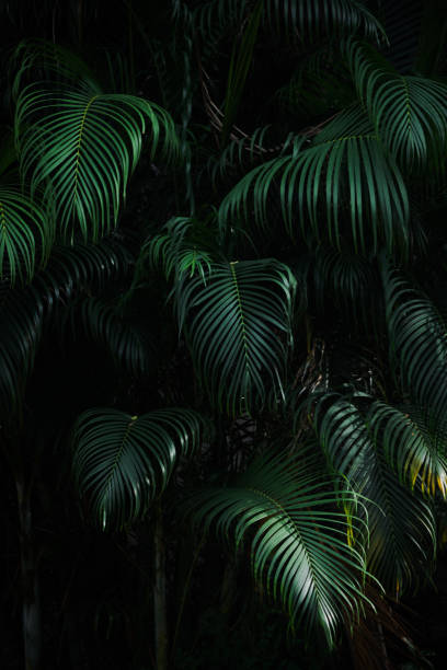 istock vertical dark green palm leaves texture background 1353501990