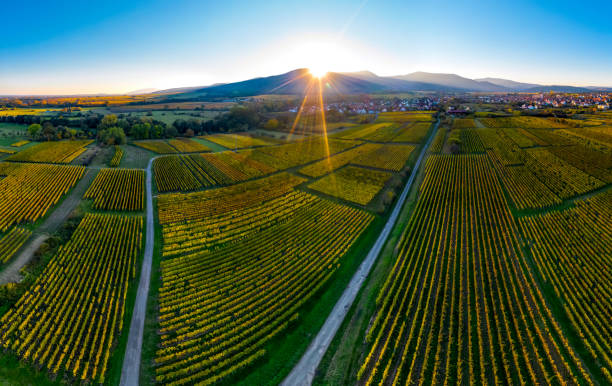 un dron se eleva sobre un valle multicolor en los vosgos. puesta del sol - gewurztraminer fotografías e imágenes de stock