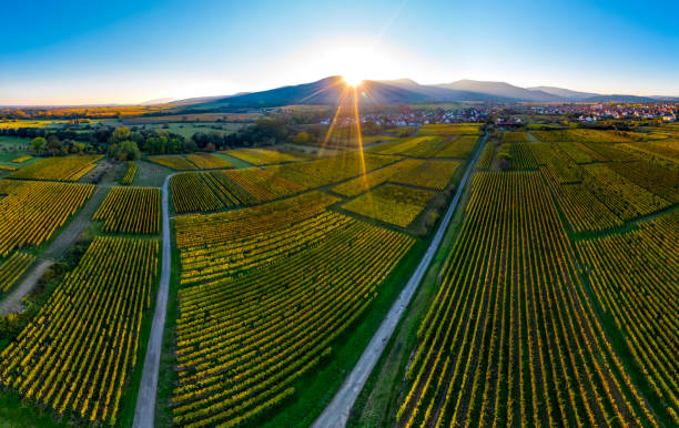 un drone s’élève au-dessus d’une vallée multicolore dans les vosges. coucher de soleil - gewurztraminer photos et images de collection