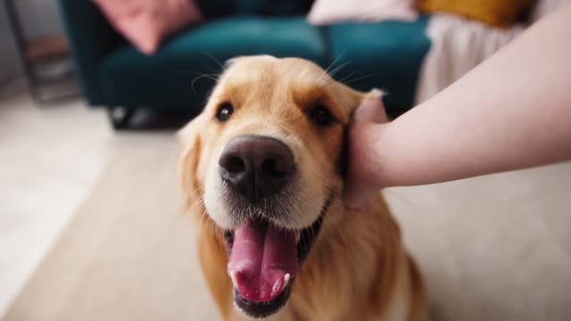 Close-up of golden retriever dog sitting on floor in living room. Male owner petting his golden retriever. Man stroking the dog's head with his hand. Happy animal friends, puppy relaxing at home