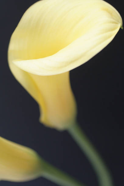 istock Beautiful yellow flower on black background 1353502813
