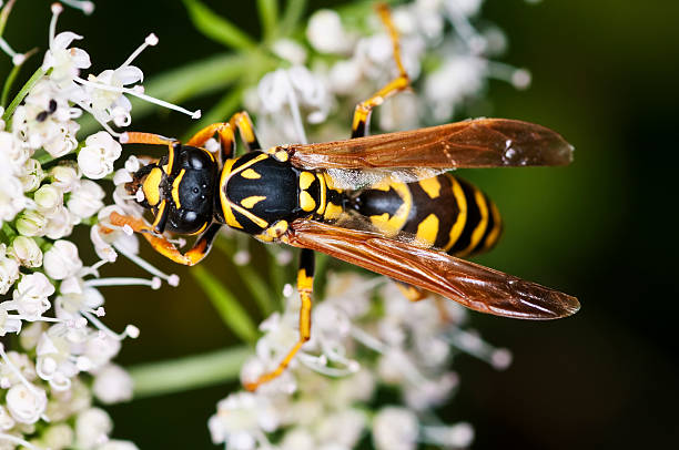 istock wasp, Paravespula vulgaris 135350372