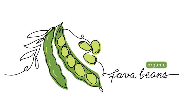 Fava beans simple color vector illustration. One continuous line art drawing with lettering organic fava beans Fava beans simple color vector illustration. One continuous line art drawing with lettering organic fava beans. broad bean plant stock illustrations