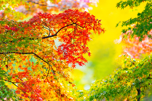 Orange and red maple leaves change color in the fall.
