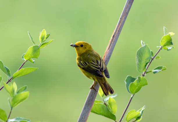 istock Yellow Warbler closeup with worm perched on reed with simple beautiful green foliage and blurred background 1353505331