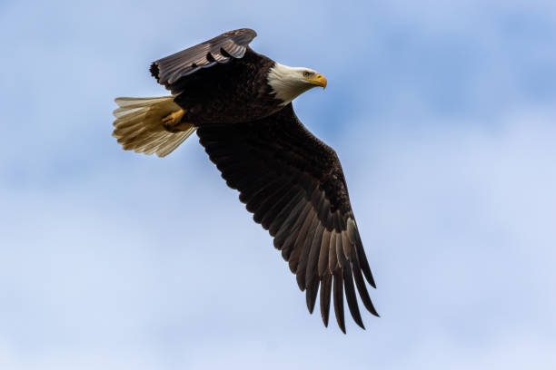 istock Majestic Bald Eagle closeup flying through blue cloudy sky 1353505339