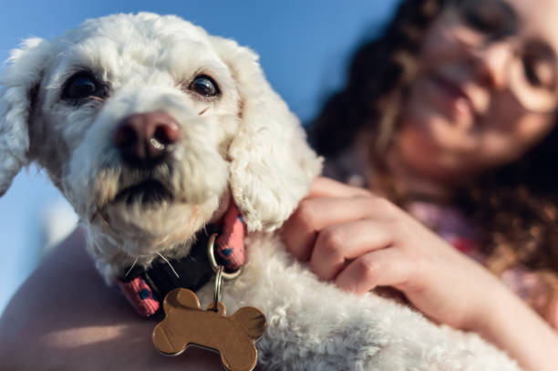 close up of beautiful white poodle dog looking at the camera while being carried by his owner. stock photo