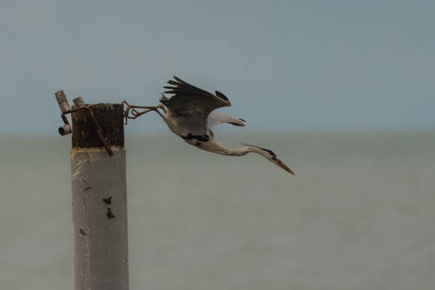 istock Little egret on the way to catch a prey 1353506044