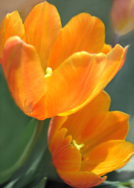 istock Beautiful orange tulip flower close up 1353506058