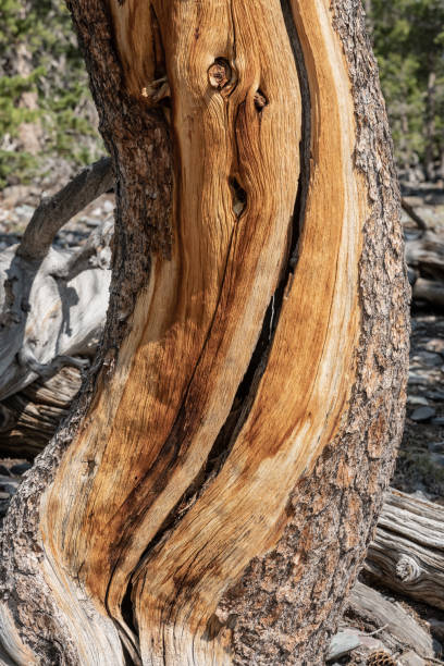 長年の風害によるひび割れと裸の木の幹曲線 - bristlecone pine bark tree curve ストックフォトと画像