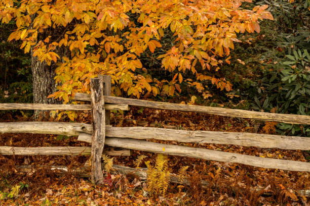 istock Golden Leaves and Split Rail Fence in Fall 1353508044